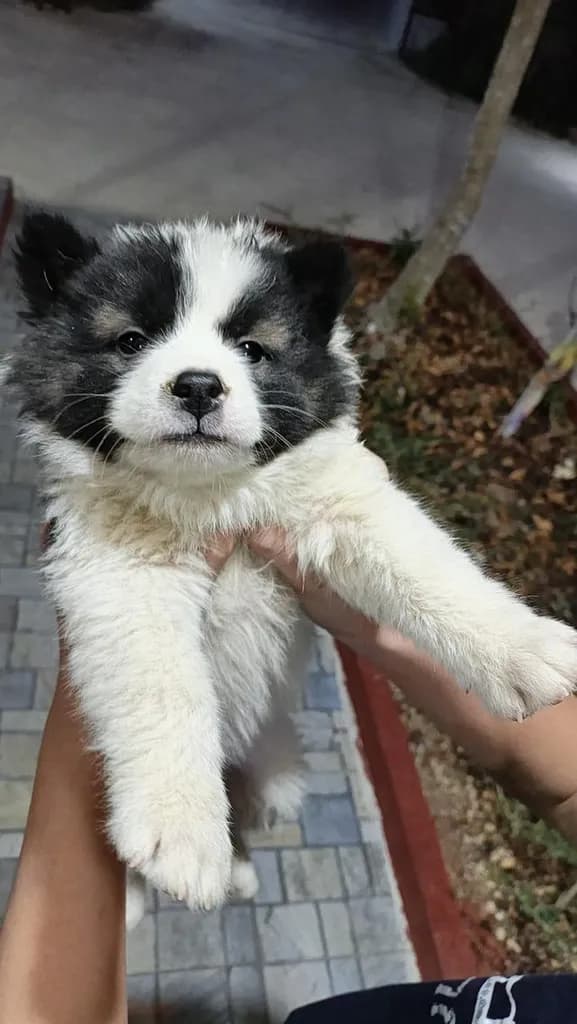 น้องหมาบางแก้ว แท้ ถูก มีใบpetพ่อแม่