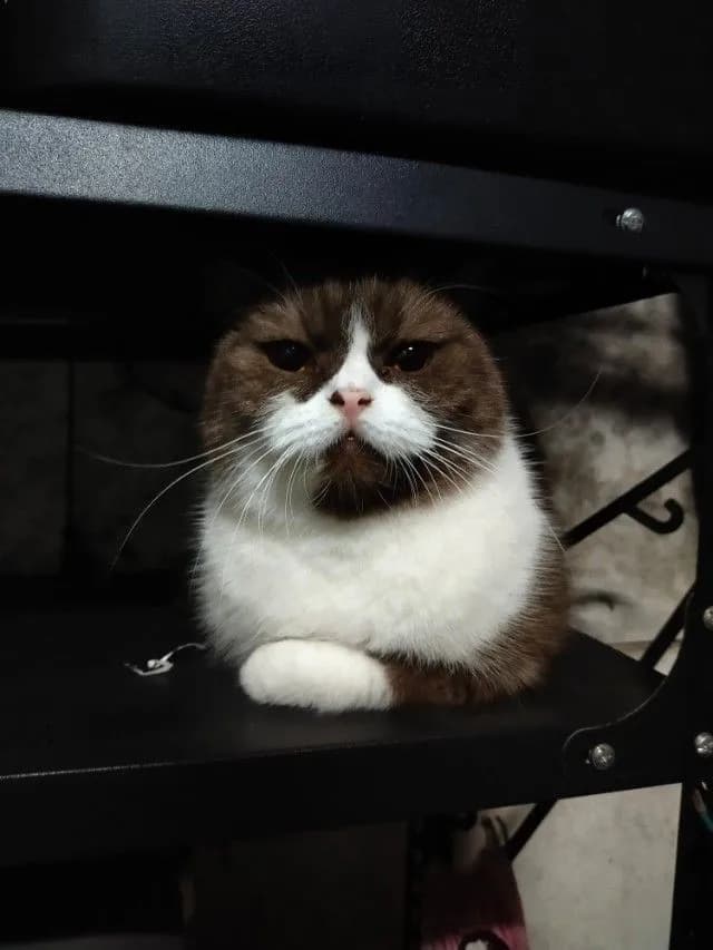 แม่พันธุ์ scottish fold