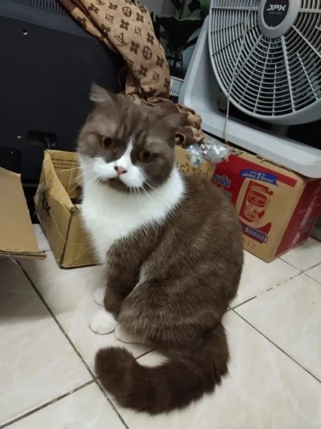 แม่พันธุ์ scottish fold
