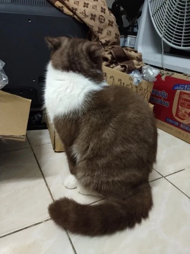 แม่พันธุ์ scottish fold