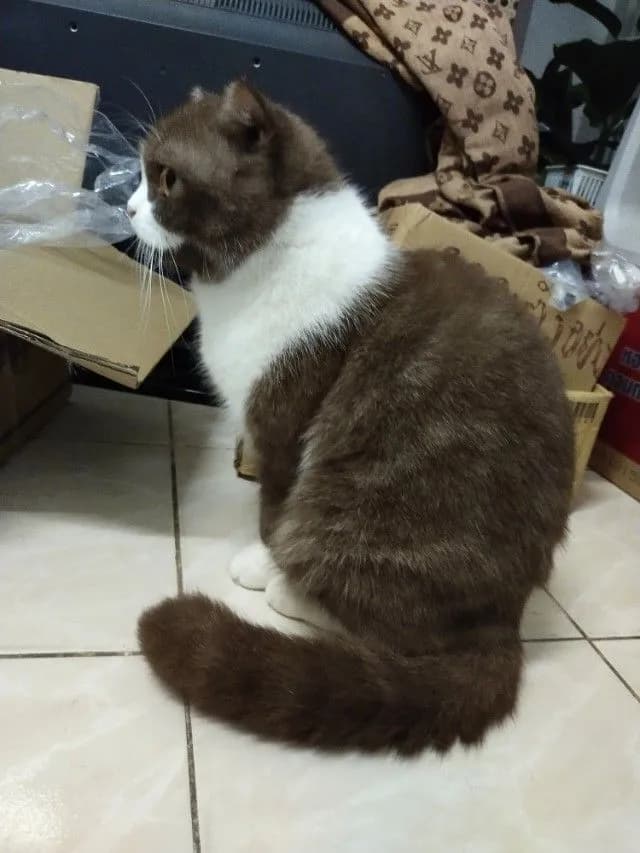 แม่พันธุ์ scottish fold