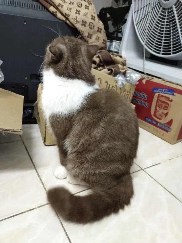 แม่พันธุ์ scottish fold