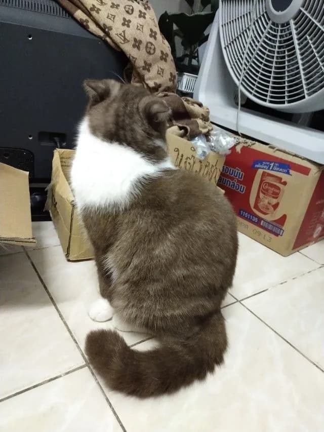 แม่พันธุ์ scottish fold