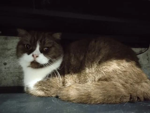 แม่พันธุ์ scottish fold