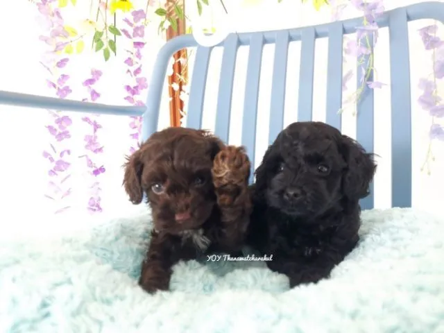 พุดเดิ้ลทอย Toy poodle female