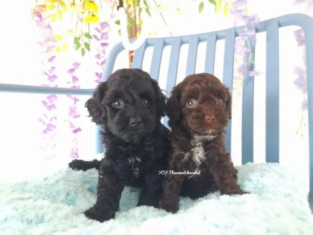 พุดเดิ้ลทอย Toy poodle female