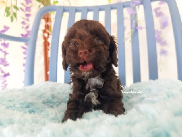 พุดเดิ้ลทอย Toy poodle female