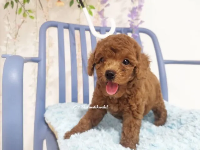 พุดเดิ้ลทอย Toy poodle female