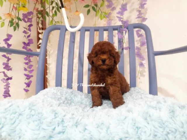 พุดเดิ้ลทอย Toy poodle female