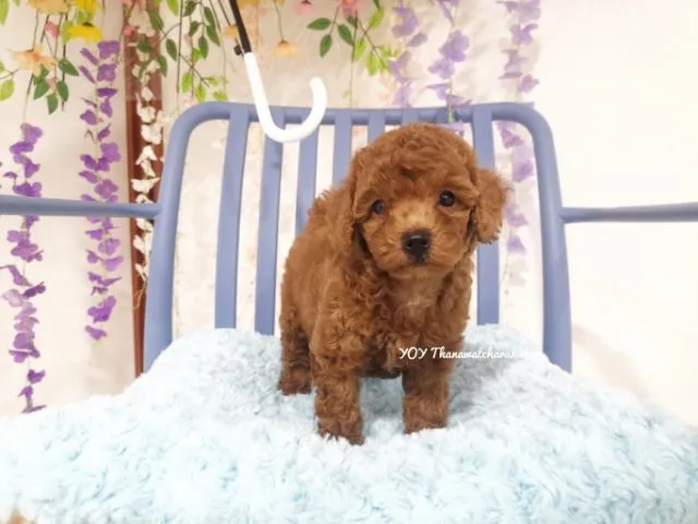 พุดเดิ้ลทอย Toy poodle female