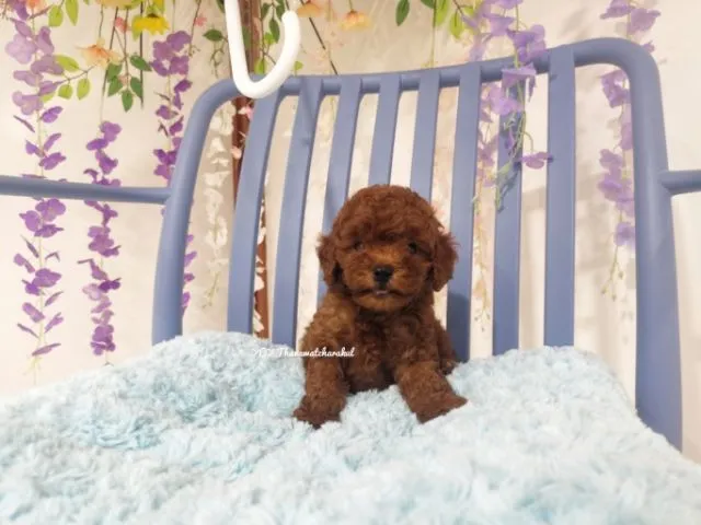 พุดเดิ้ลทอย Toy poodle female