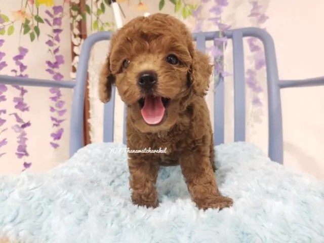 พุดเดิ้ลทอย Toy poodle female