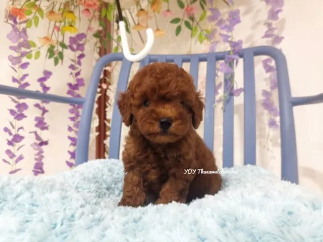 พุดเดิ้ลทอย Toy poodle female