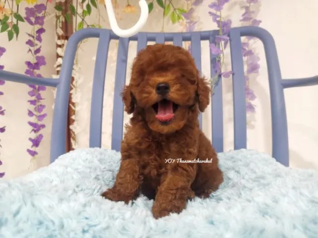พุดเดิ้ลทอย Toy poodle female
