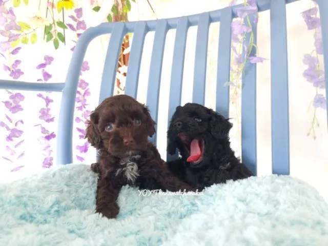 พุดเดิ้ลทอย Toy poodle female