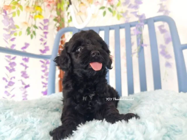 พุดเดิ้ลทอย Toy poodle female