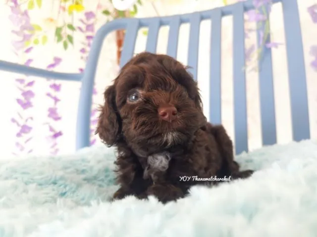 พุดเดิ้ลทอย Toy poodle female