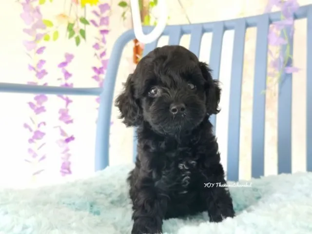 พุดเดิ้ลทอย Toy poodle female