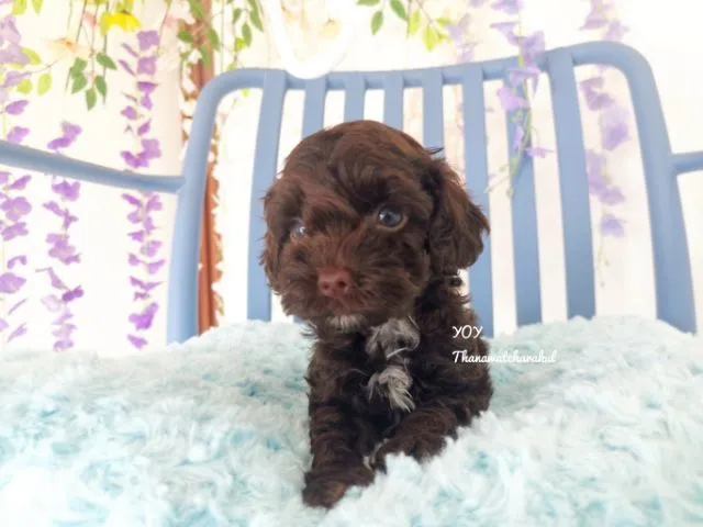 พุดเดิ้ลทอย Toy poodle female