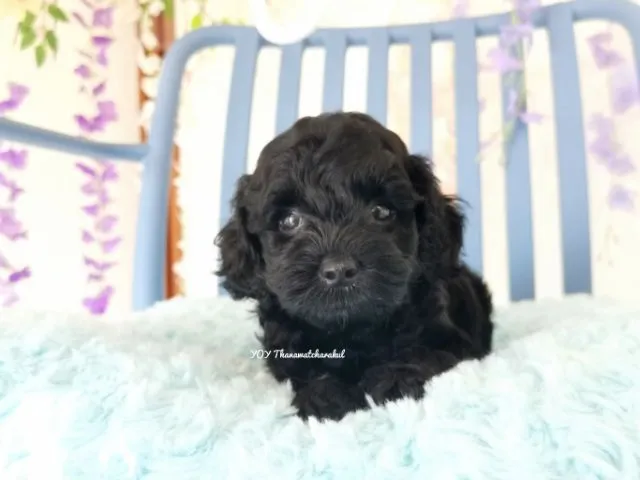 พุดเดิ้ลทอย Toy poodle female