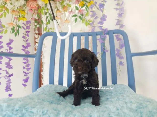 พุดเดิ้ลทอย Toy poodle female