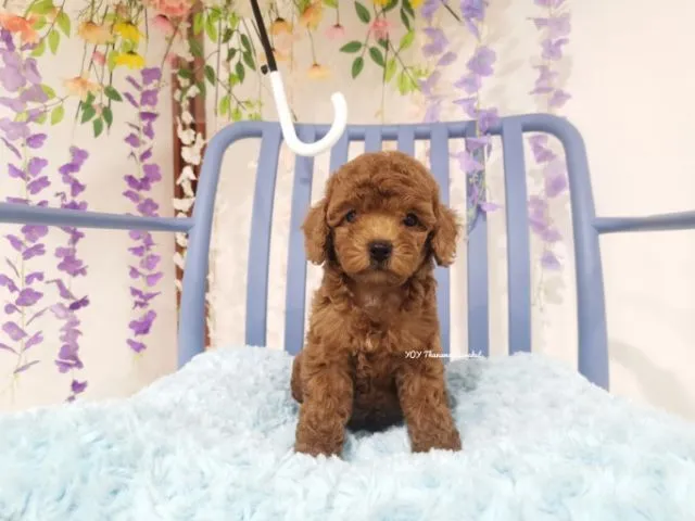 พุดเดิ้ลทอย Toy poodle female