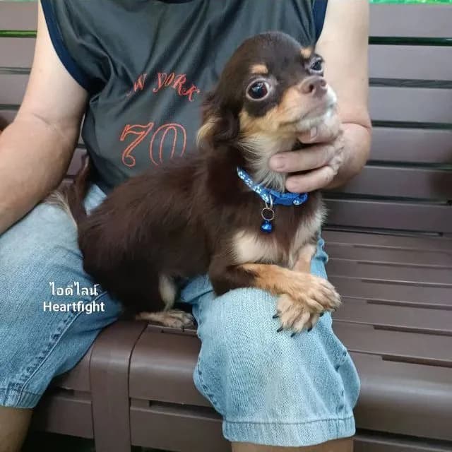 ชิวาว่า(หนุ่มอายุ1ปีกว่า)
