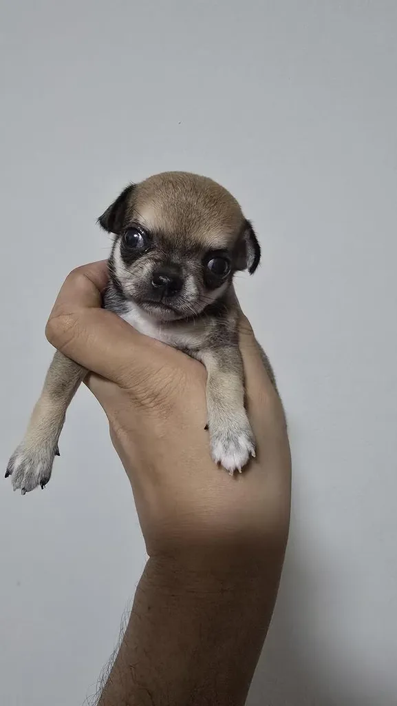 สุนัขชิวาว่าไซส์จิ๋วน่ารัก
