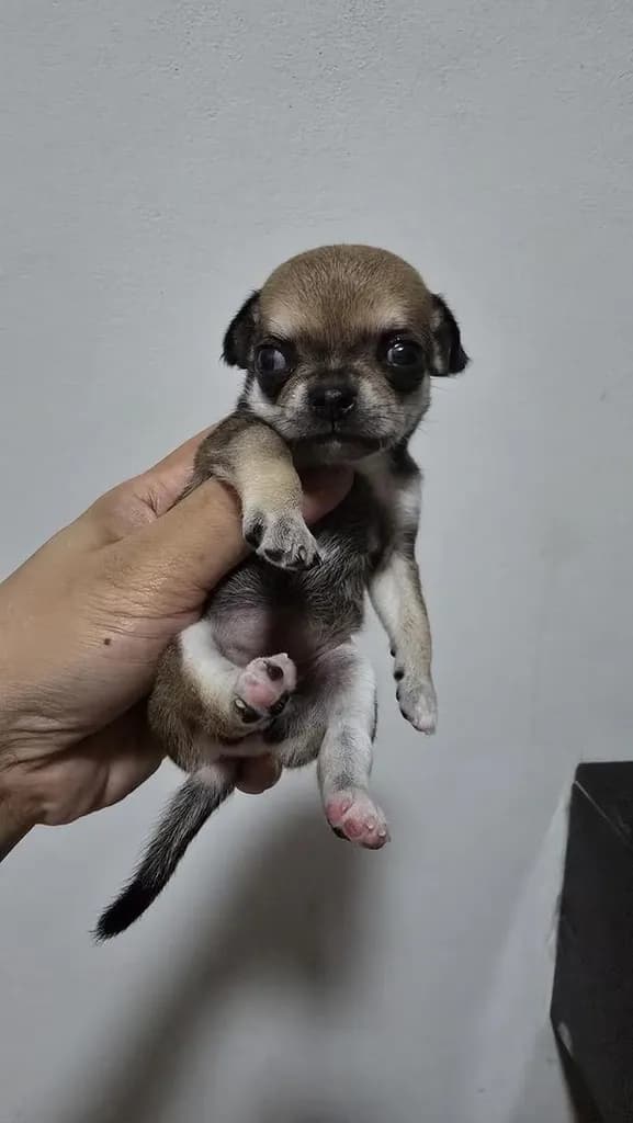 สุนัขชิวาว่าไซส์จิ๋วน่ารัก