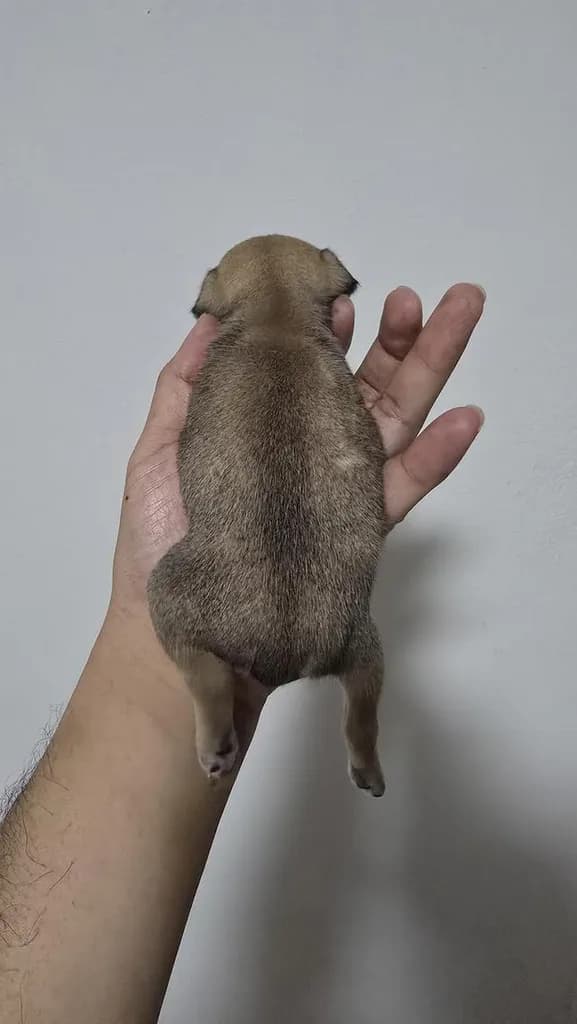 สุนัขชิวาว่าไซส์จิ๋วน่ารัก