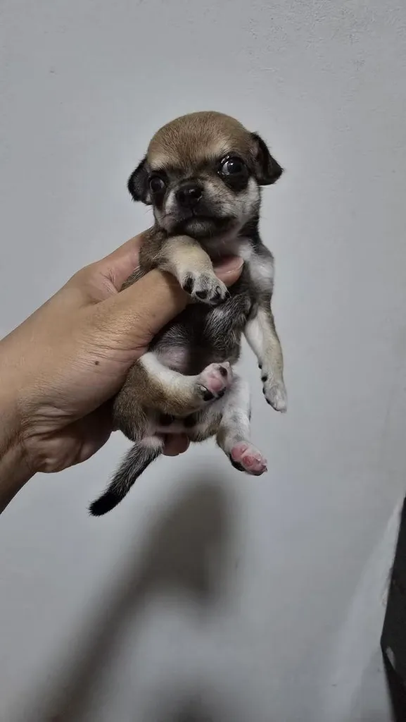 สุนัขชิวาว่าไซส์จิ๋วน่ารัก