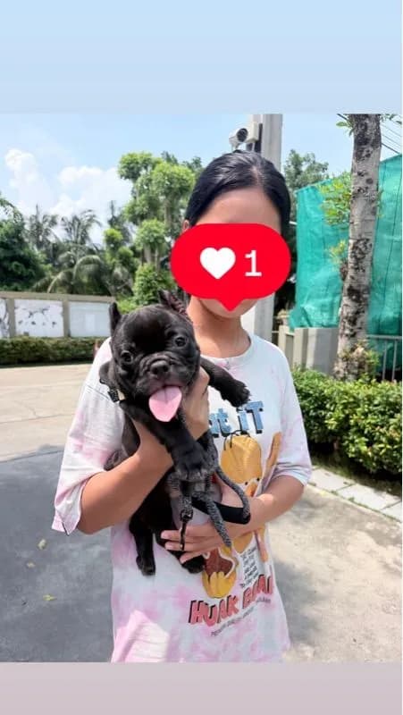 อเมริกัน บูลลี่