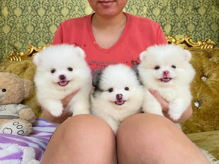 ลูกปอมแท้ พร้อมย้ายบ้าน สอบถามได้ค่ะ