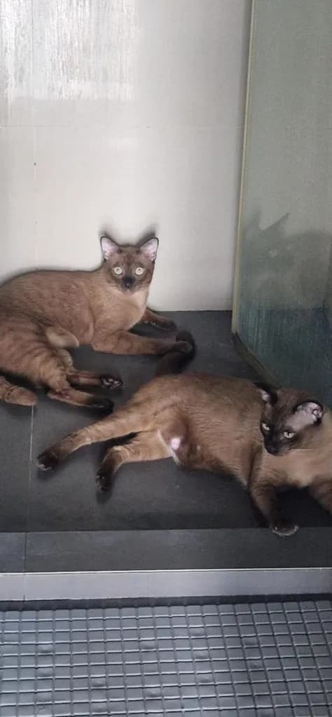 2 Siamese Male Cats, 11-months old