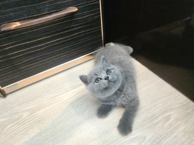 บริติช ช็อตแฮร์ ผู้ชาย สีบลู พกใบ (ปลอกคอเขียว)