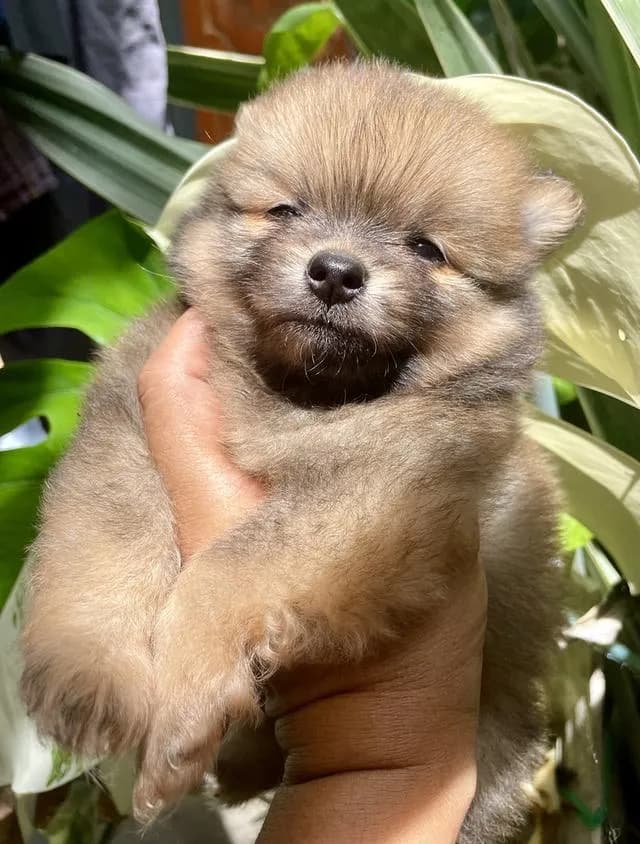 ลูกสุนัข ปอมเมอเรเนียน