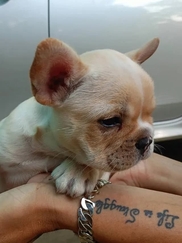 สุนัขสายพันธุ์ french bulldog สายเลือดดี
