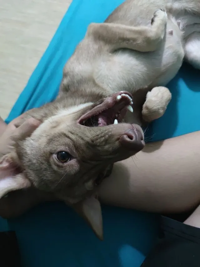 หาบ้านไห้น้องๆฟรี ขอขัดบ้านพร้อมเลี้ยงรักน้องๆ