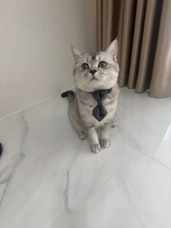 รับทับแมวค่ะ