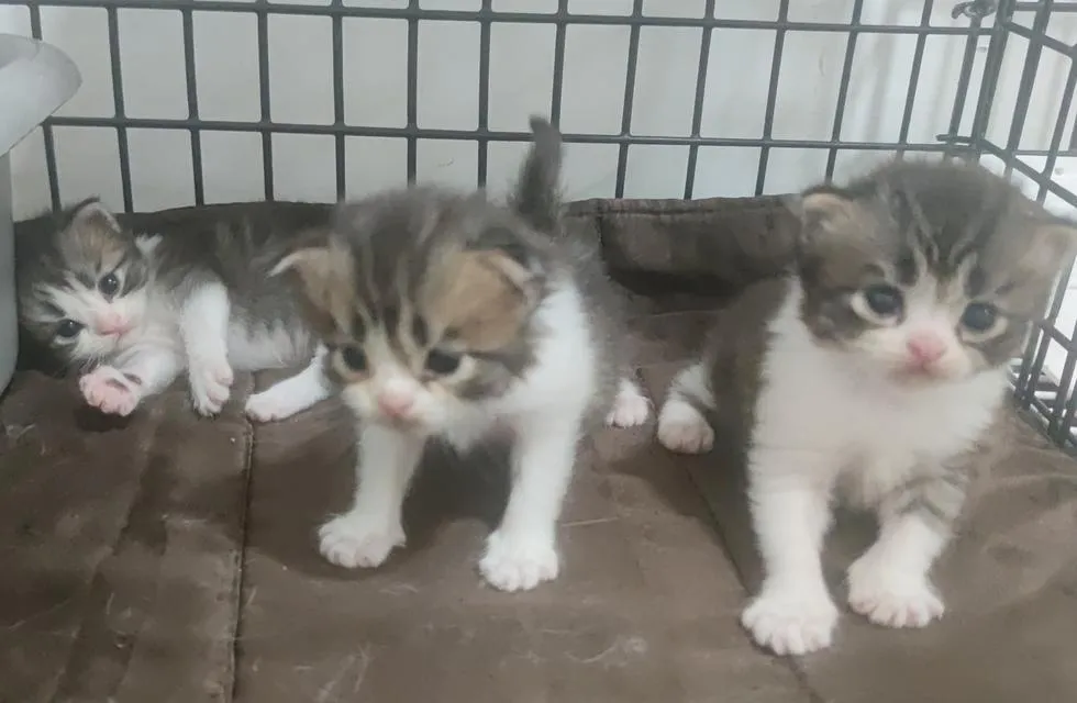เปิดจองลูกแมวสกอตทิศ โฟร์