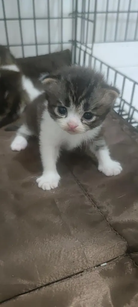 เปิดจองลูกแมวสกอตทิศ โฟร์