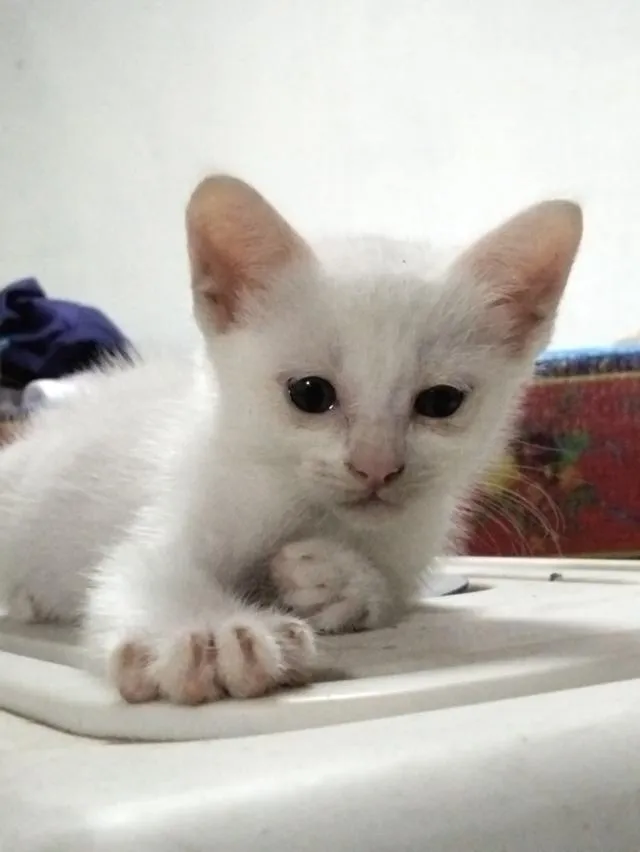 สัตว์เลี้ยง ลูกแมว แมวเมนคูน แมวขาวมณี