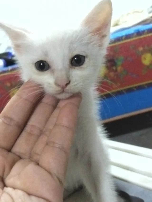 สัตว์เลี้ยง ลูกแมว แมวเมนคูน แมวขาวมณี