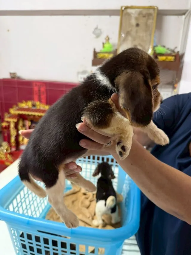 ลูกบีเกิ้ล เพศเมีย