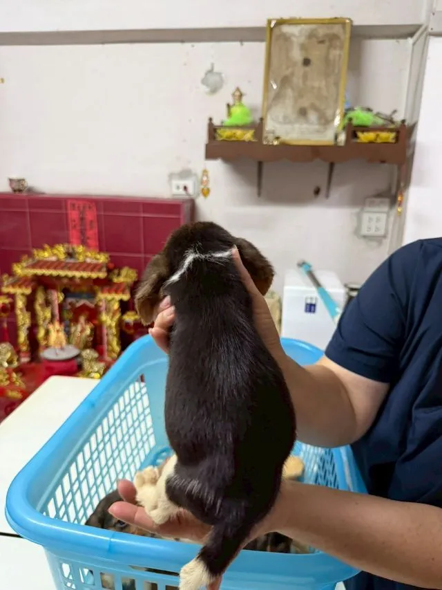 ลูกบีเกิ้ล เพศเมีย