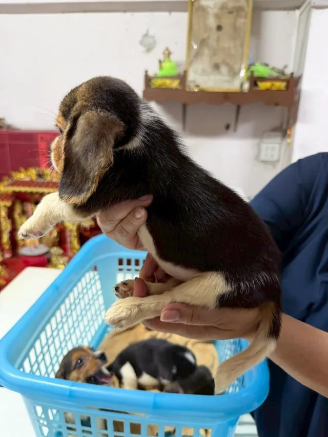 ลูกบีเกิ้ล เพศเมีย