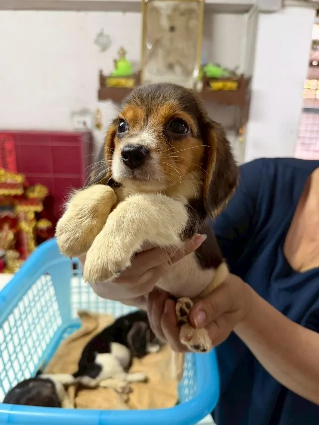 ลูกบีเกิ้ล เพศเมีย