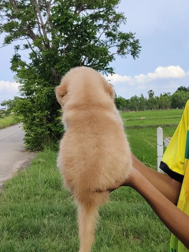 โกลเด้นรีทรีฟเวอร์ชาย