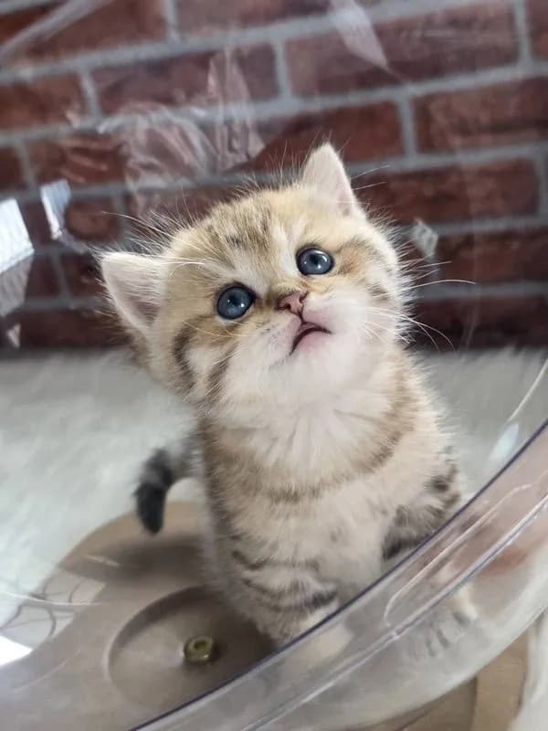 BritishShorthair