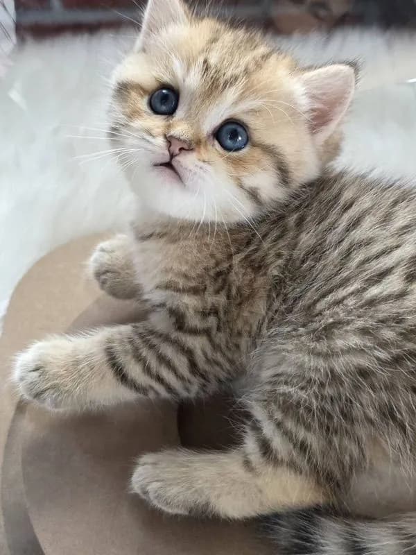 BritishShorthair